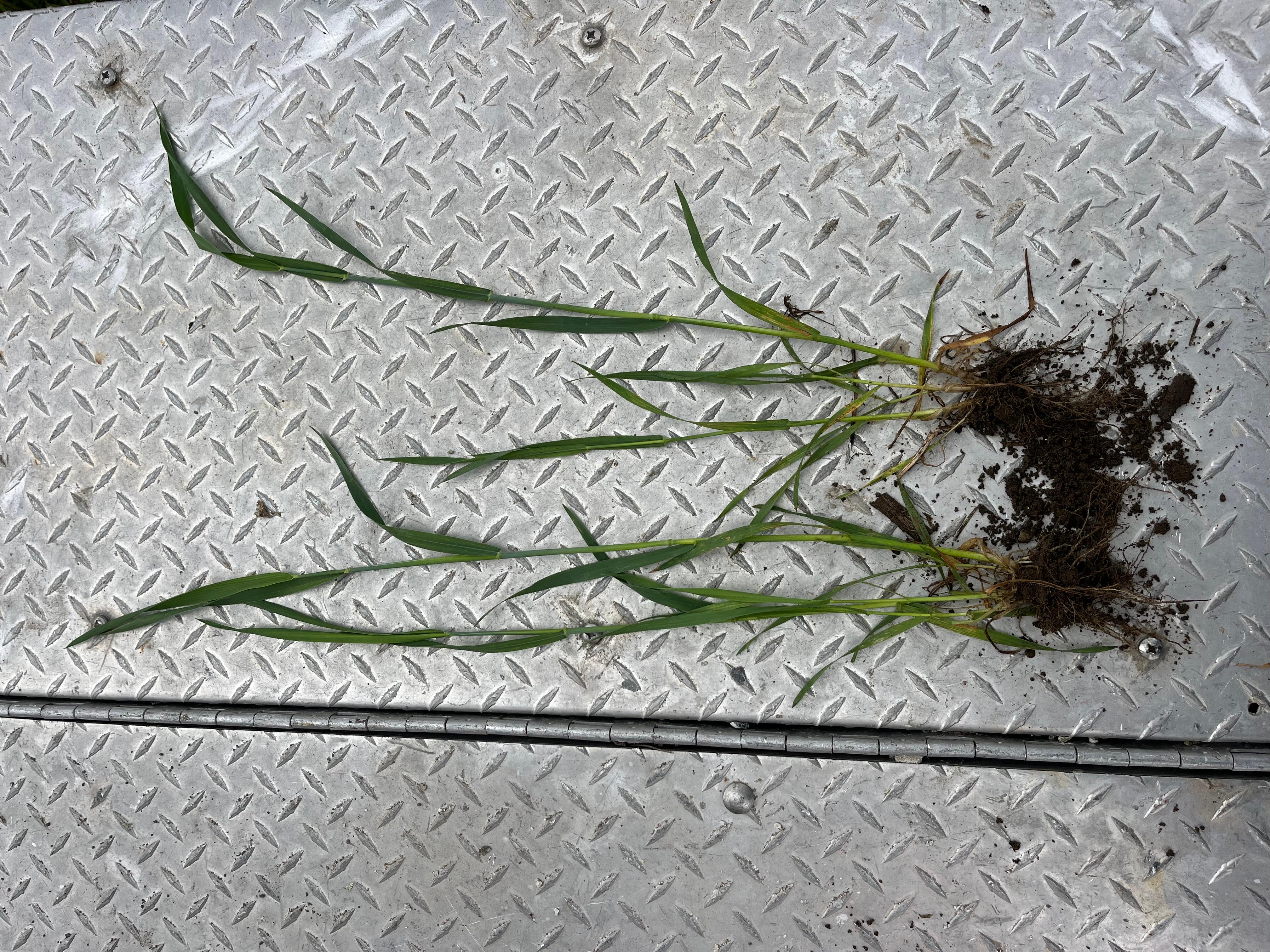 Brad Kamprath WW 5 13 25.jpeg